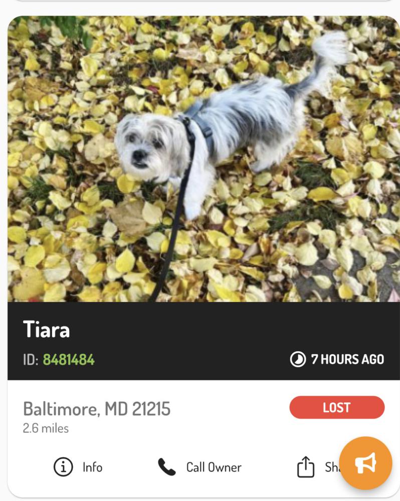 Image of Tiara, Lost Dog