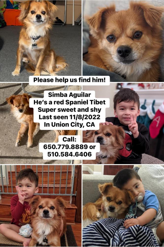 Image of Simba Aguilar, Lost Dog