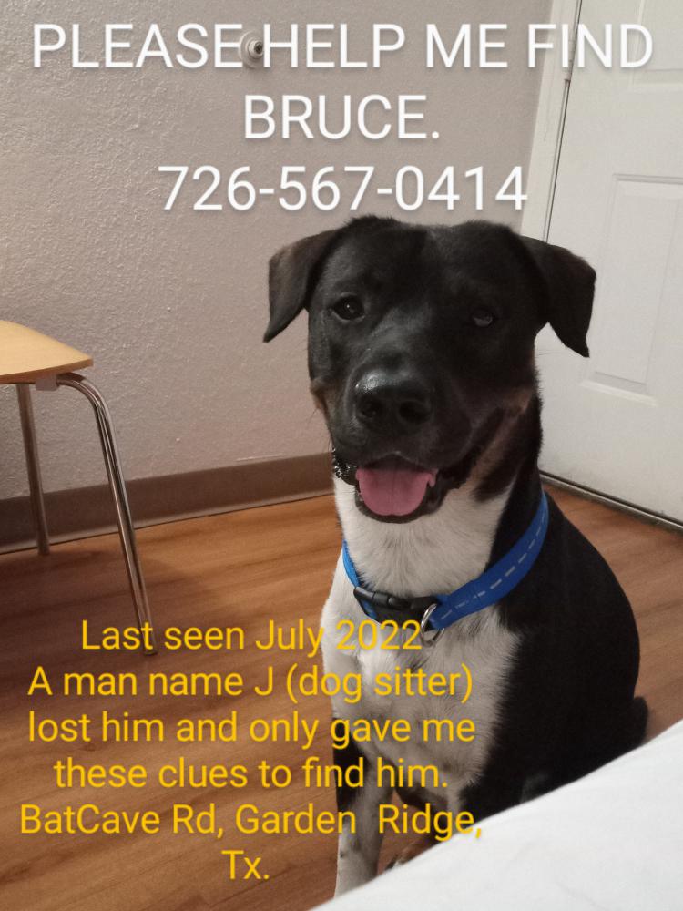 Image of Bruce, Lost Dog