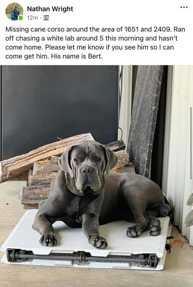 Image of Bert, Lost Dog