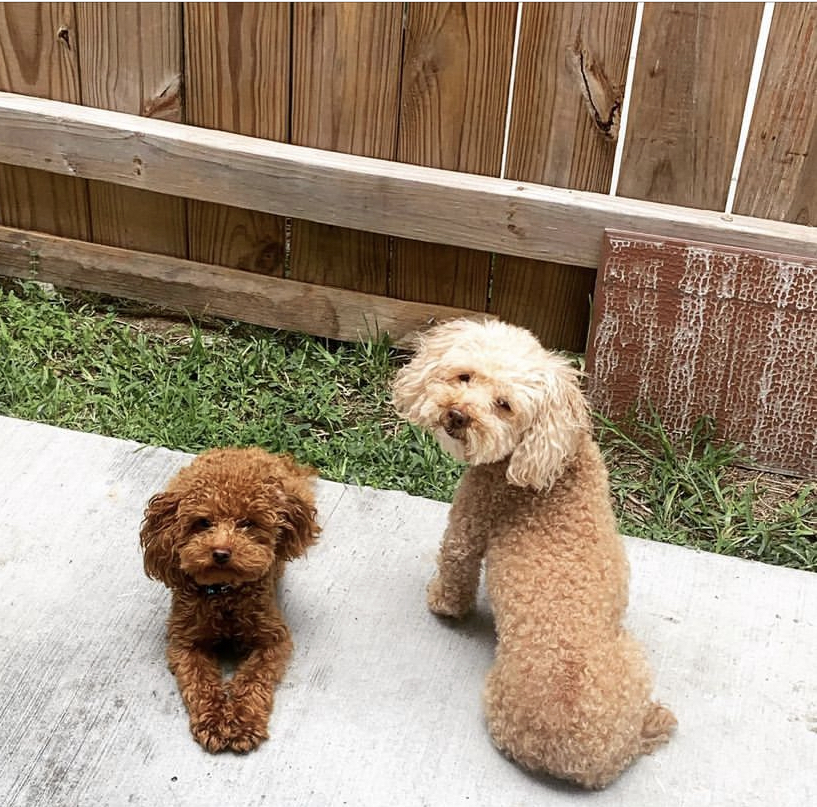 Image of Barbie and Milo, Lost Dog