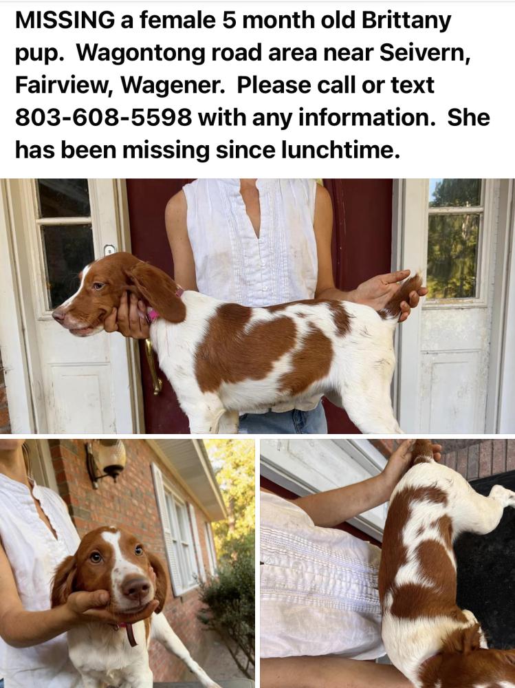 Image of Brittany 5 month Pup, Lost Dog