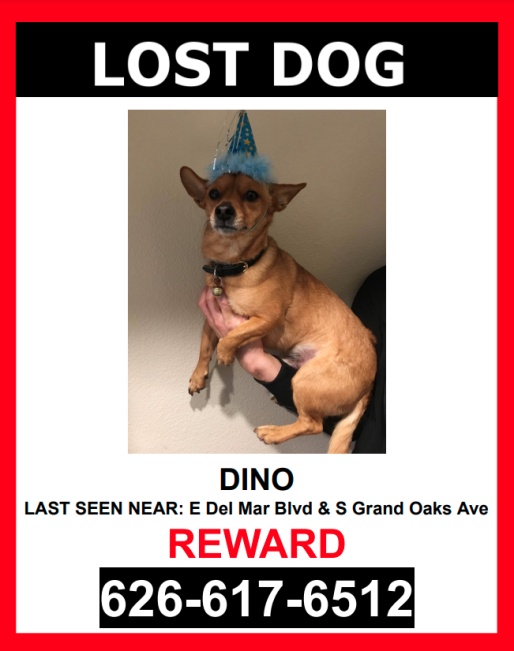 Image of Dino, Lost Dog
