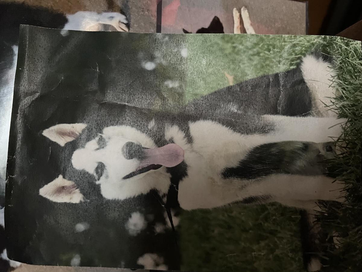 Image of BJ, Lost Dog
