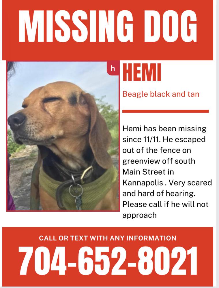 Image of Hemi, Lost Dog