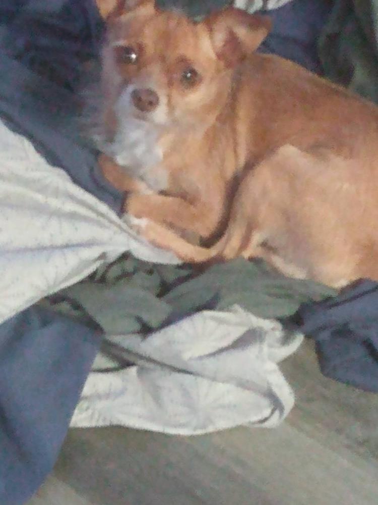 Image of GWEN, Lost Dog