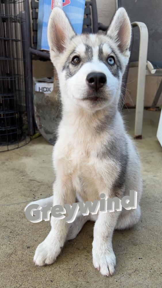 Image of Greywind, Lost Dog