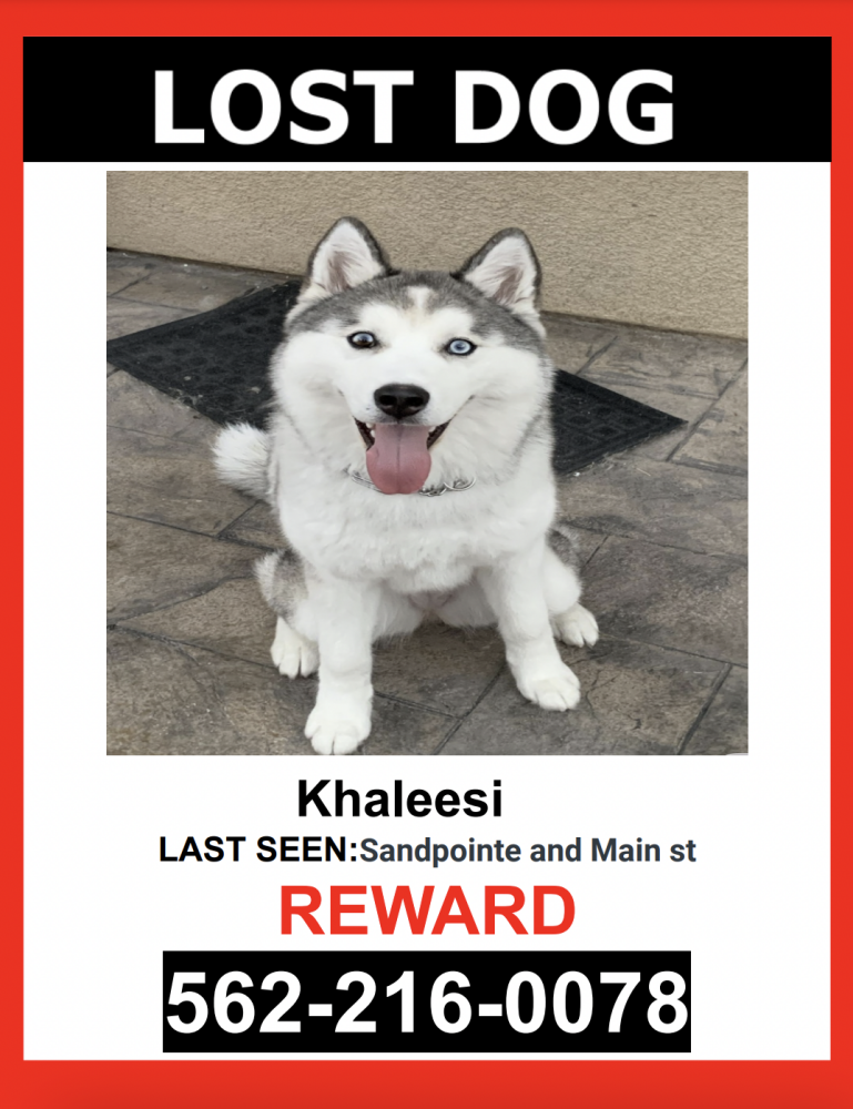 Image of Khaleesi, Lost Dog