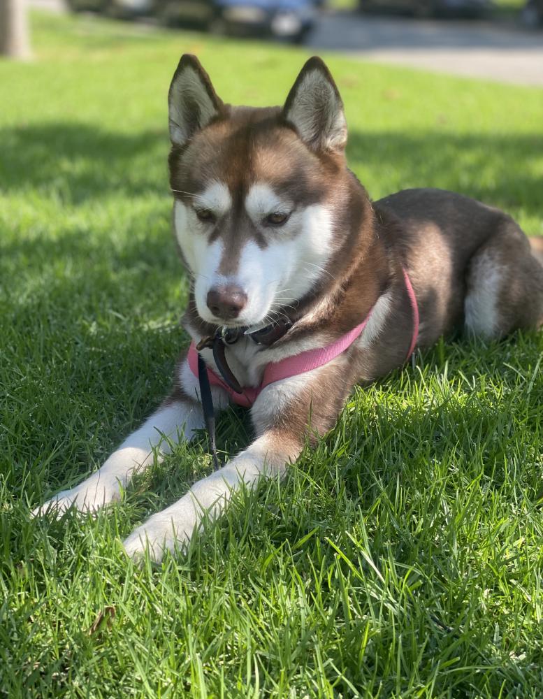 Image of Nina, Lost Dog