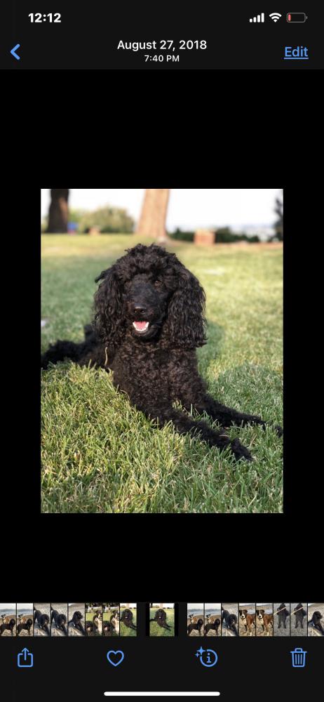 Image of Soni black poodle, Lost Dog