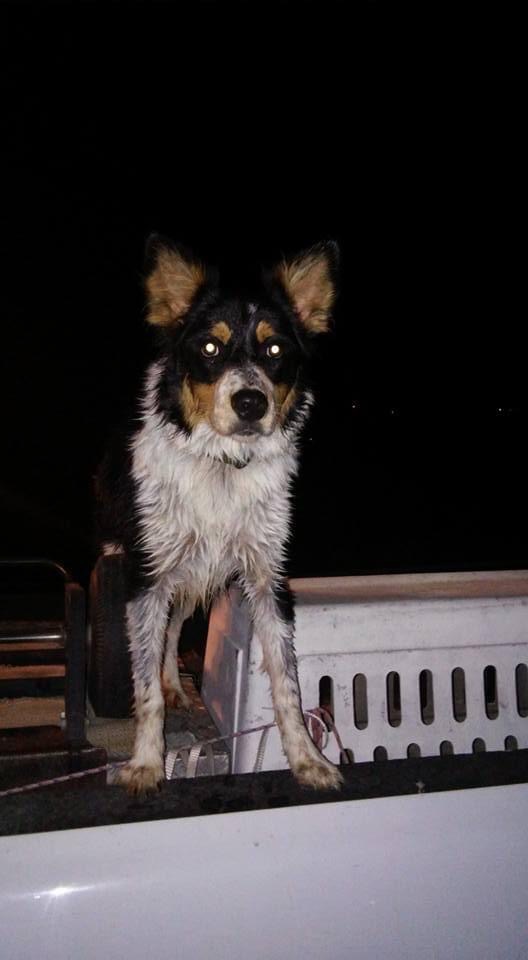 Image of Rhoads Duffer, Lost Dog