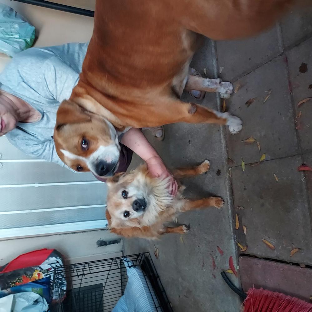 Image of Two Dogs Together, Found Dog
