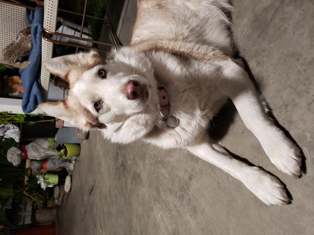 Image of Cleo, Found Dog