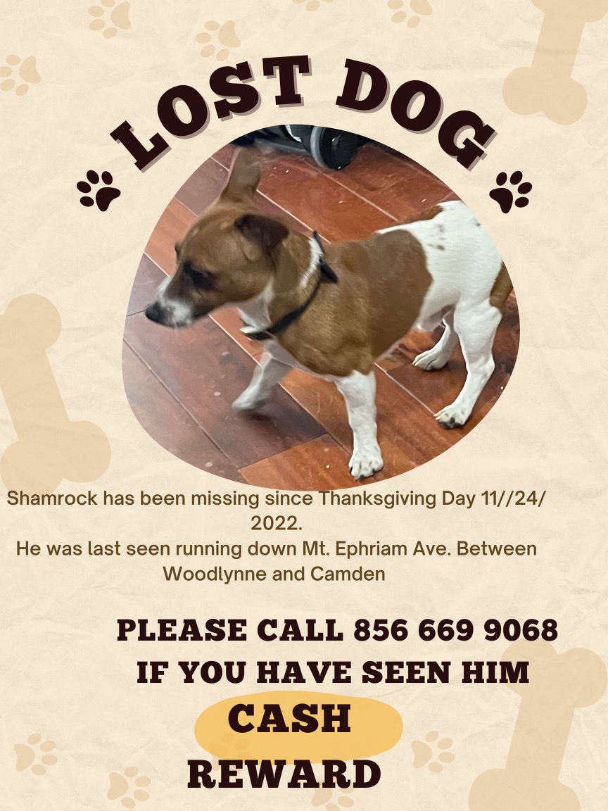 Image of shamrock, Lost Dog