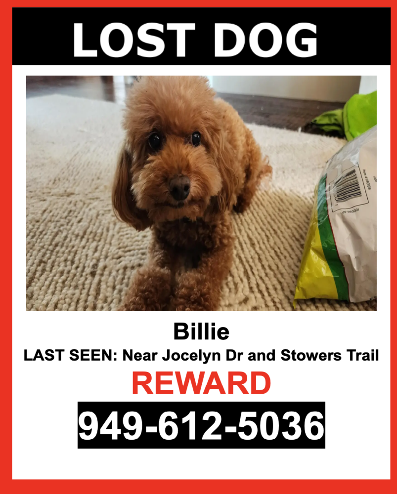 Image of Billie, Lost Dog