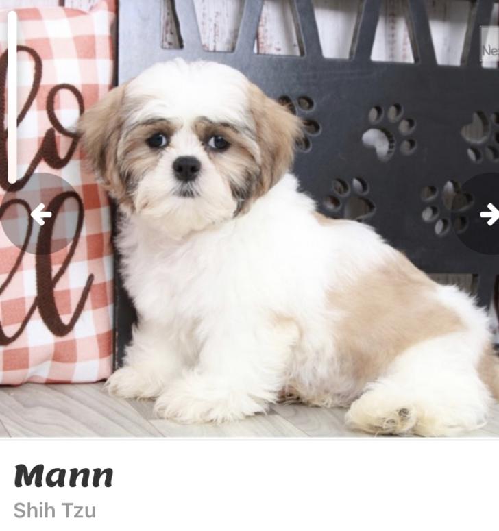 Image of Mann, Lost Dog