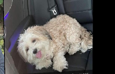 Image of Mercedes, Lost Dog