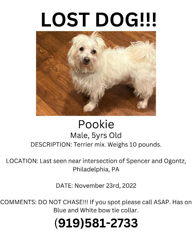 Image of Pookie, Lost Dog