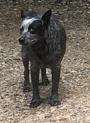 Image of Skeeder, Lost Dog