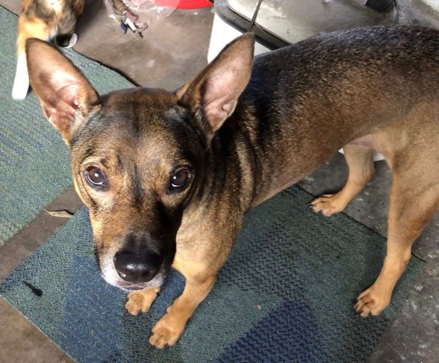 Image of Tracer, Lost Dog