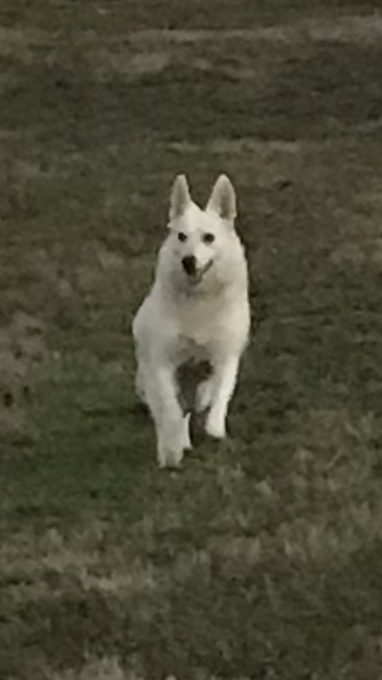 Image of Rory, Lost Dog