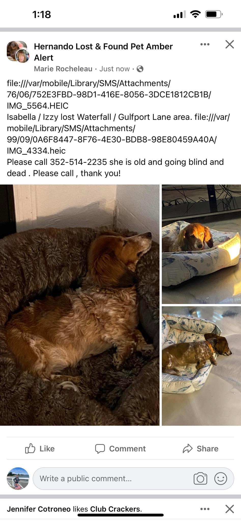 Image of Izzy, isabella, Lost Dog