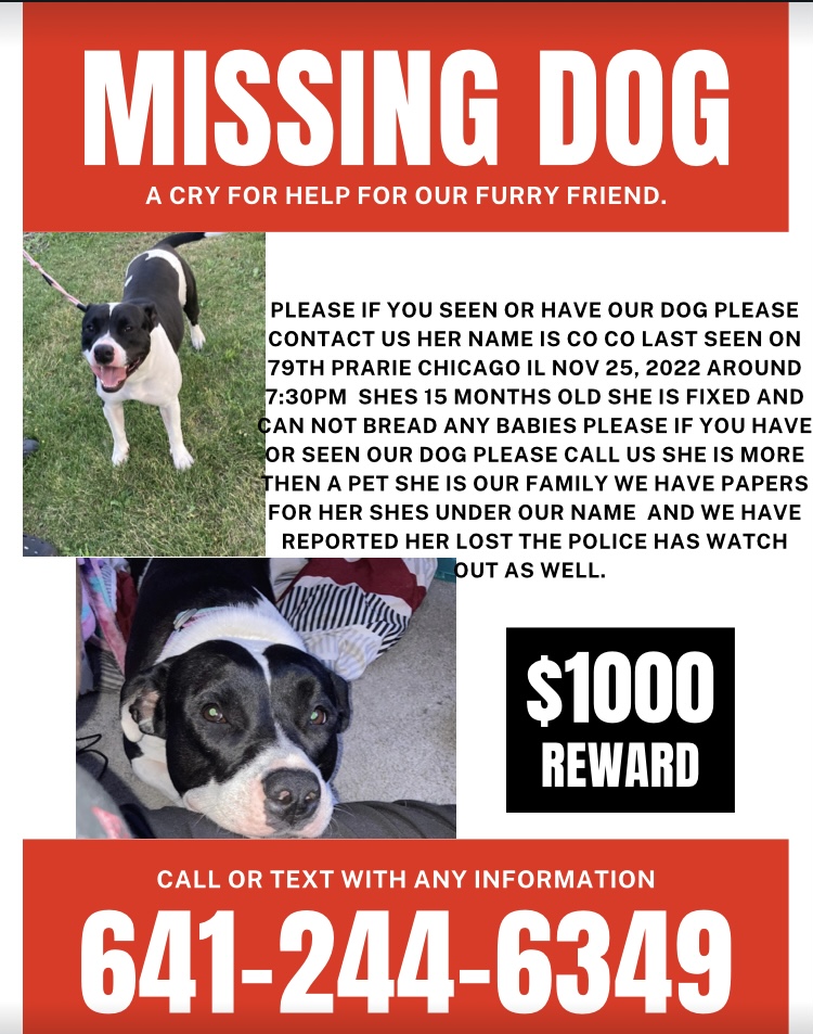 Image of Co co, Lost Dog