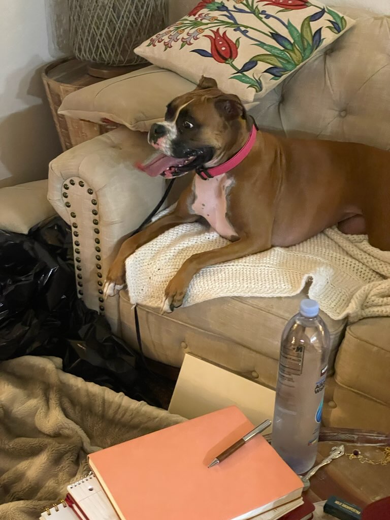 Image of Boxer Pink Collar, Found Dog