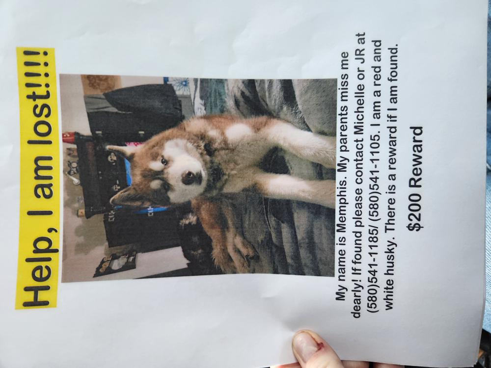 Image of Memphis, Lost Dog