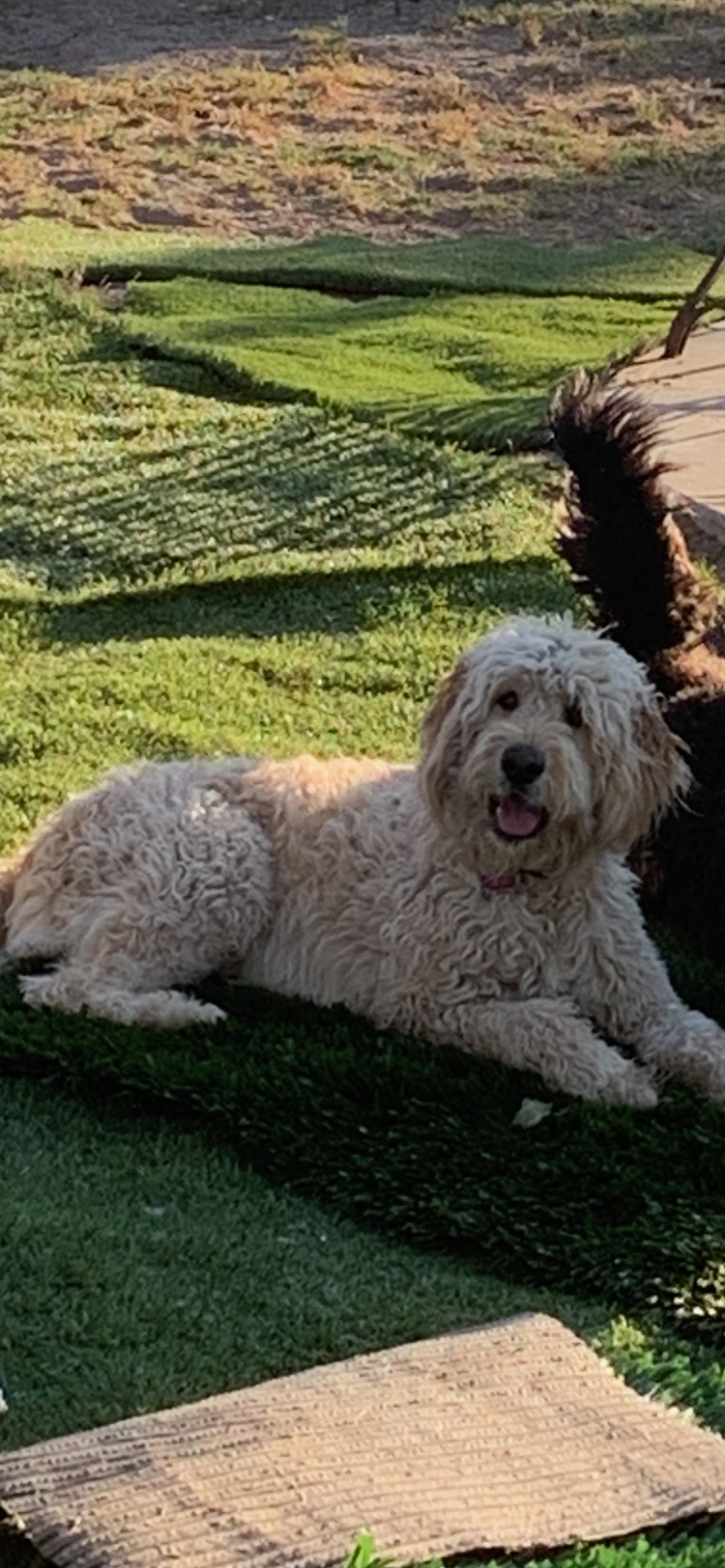 Image of Jovi, Lost Dog