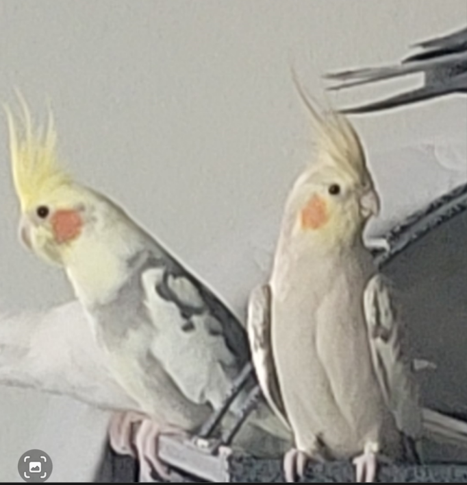 Image of Lola and Nube, Lost Bird
