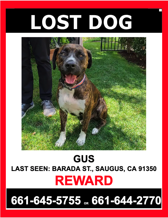 Image of GUS, Lost Dog
