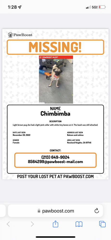 Image of CHIMBIMBA, Lost Dog