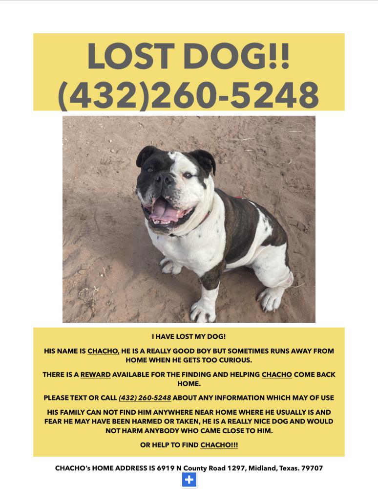 Image of Chacho, Lost Dog