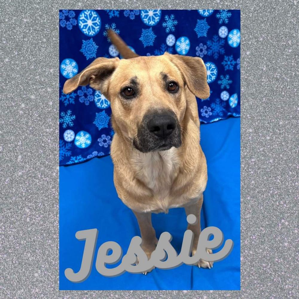 Image of Jessie, Lost Dog