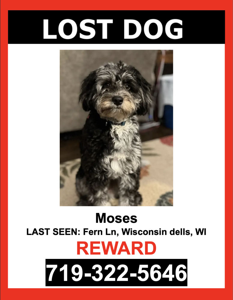 Image of Moses, Lost Dog
