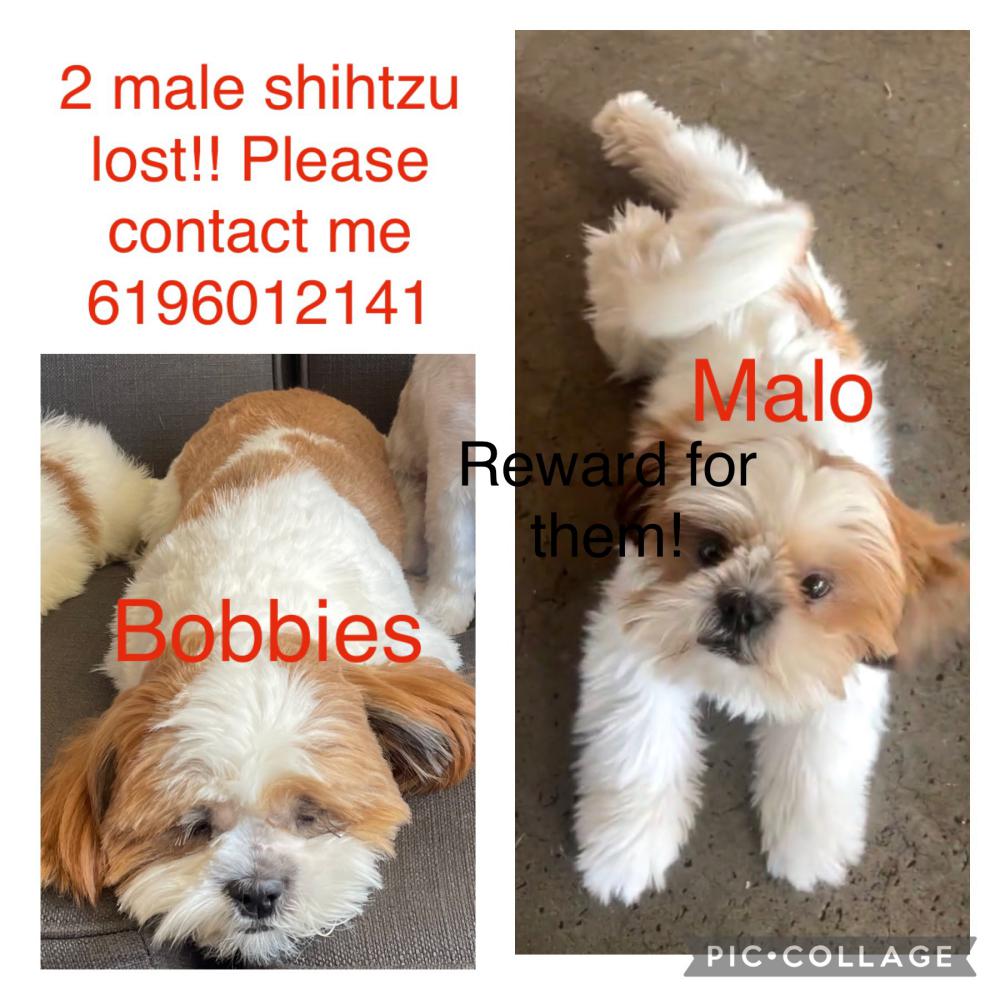 Image of Malo and bobbies, Lost Dog