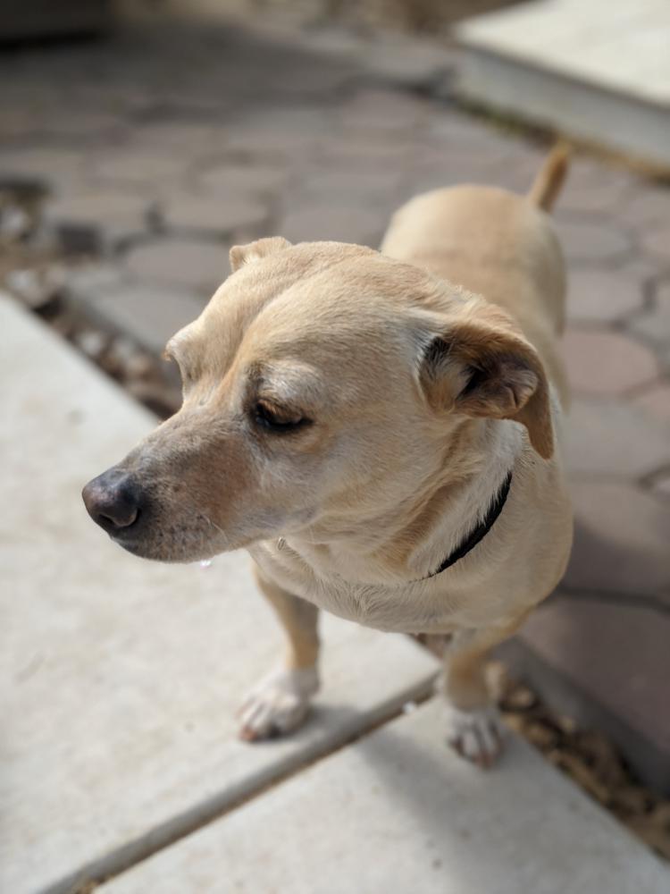 Image of Kujo, Lost Dog