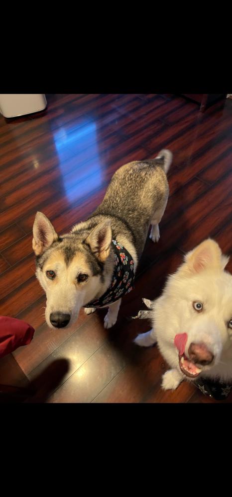Image of Quinn and Ghost, Lost Dog
