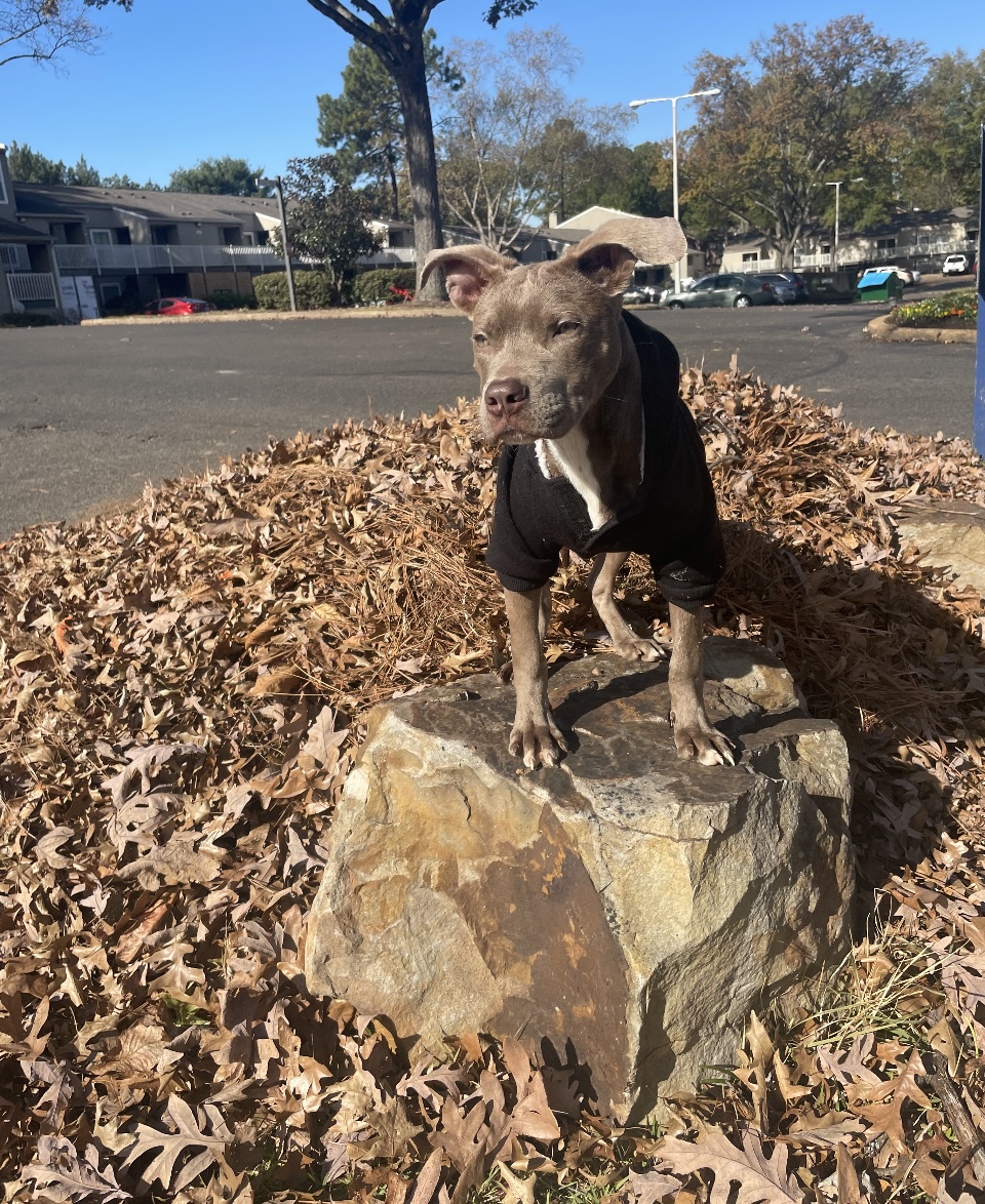 Image of Rocko, Lost Dog