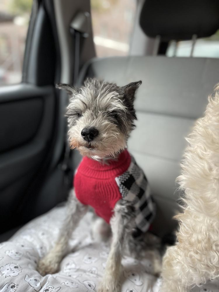 Lost Dog Miniature Schnauzer in STAUNTON VA Lost My Doggie