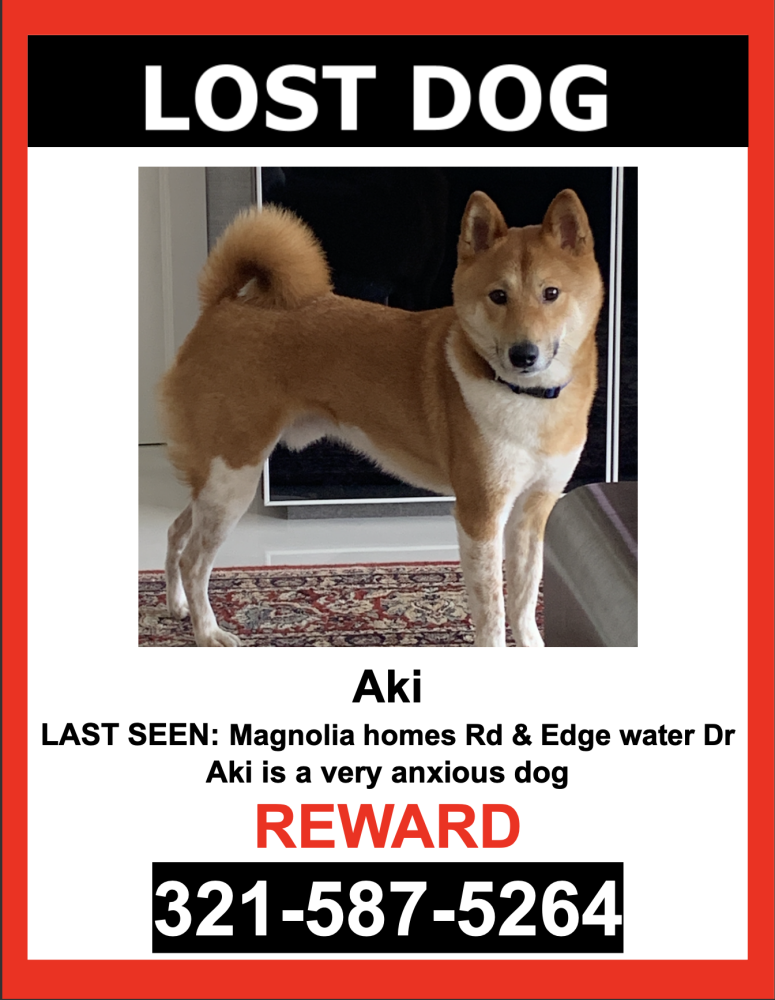 Image of Aki, Lost Dog