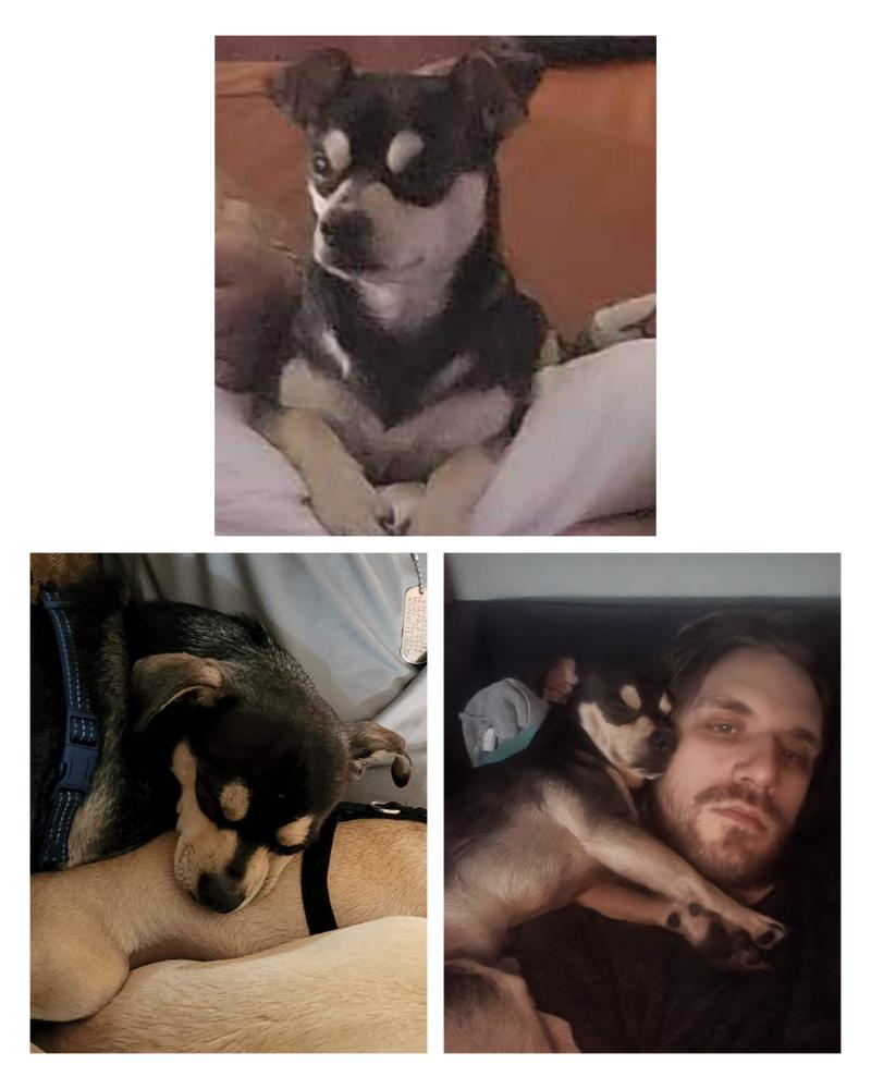 Image of Morbo, Lost Dog