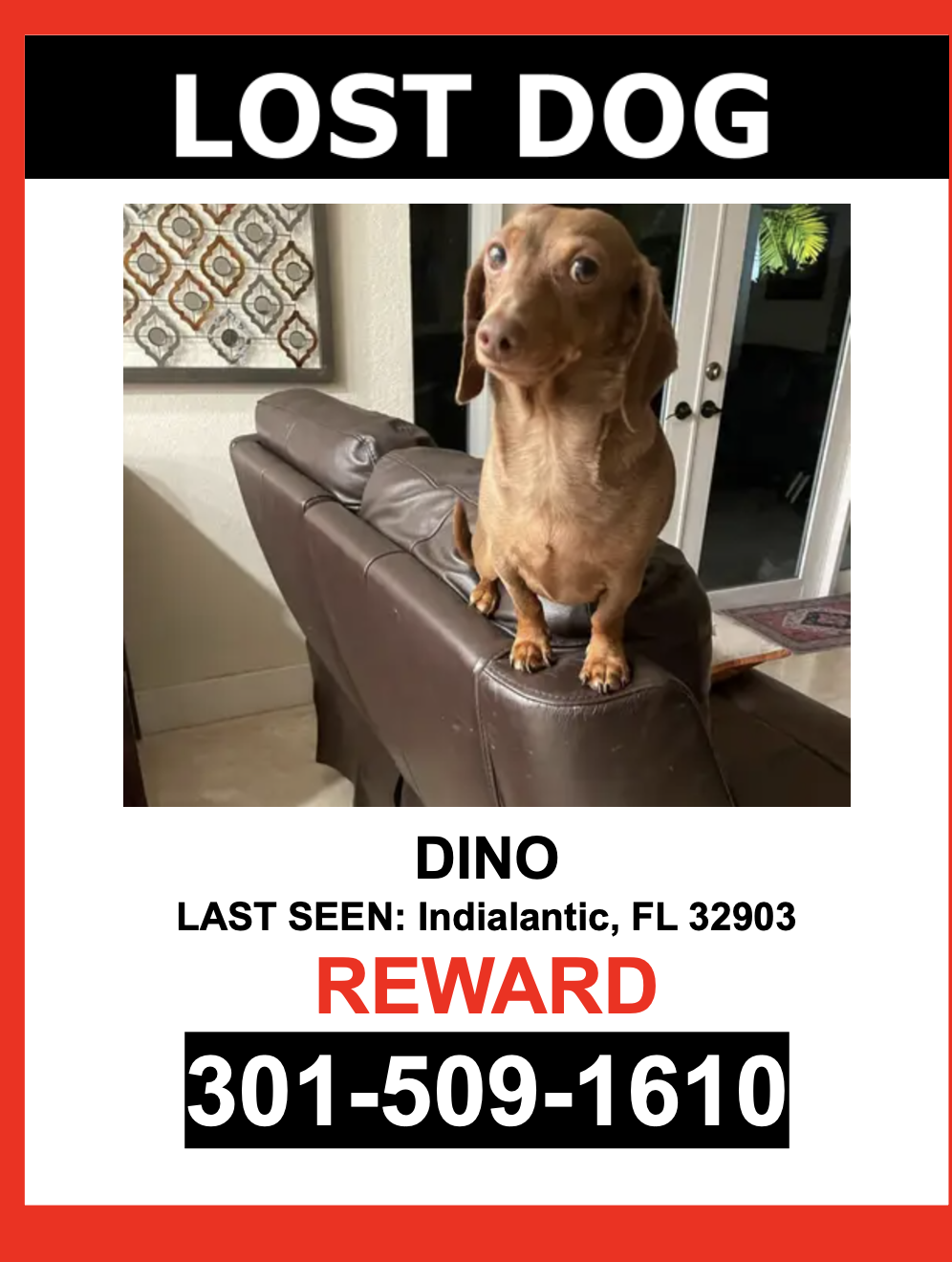 Image of DINO, Lost Dog