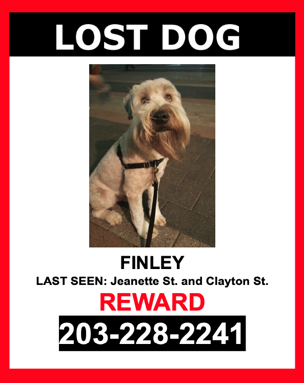 Image of Finley, Lost Dog
