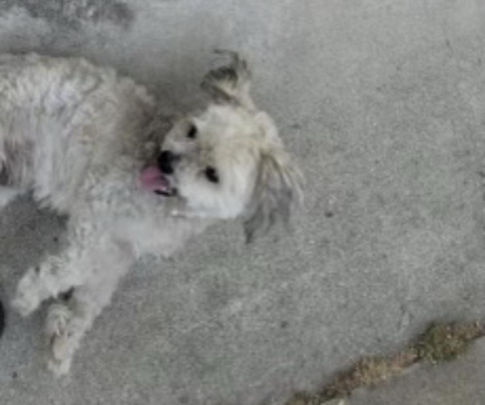 Image of Popoy, Lost Dog