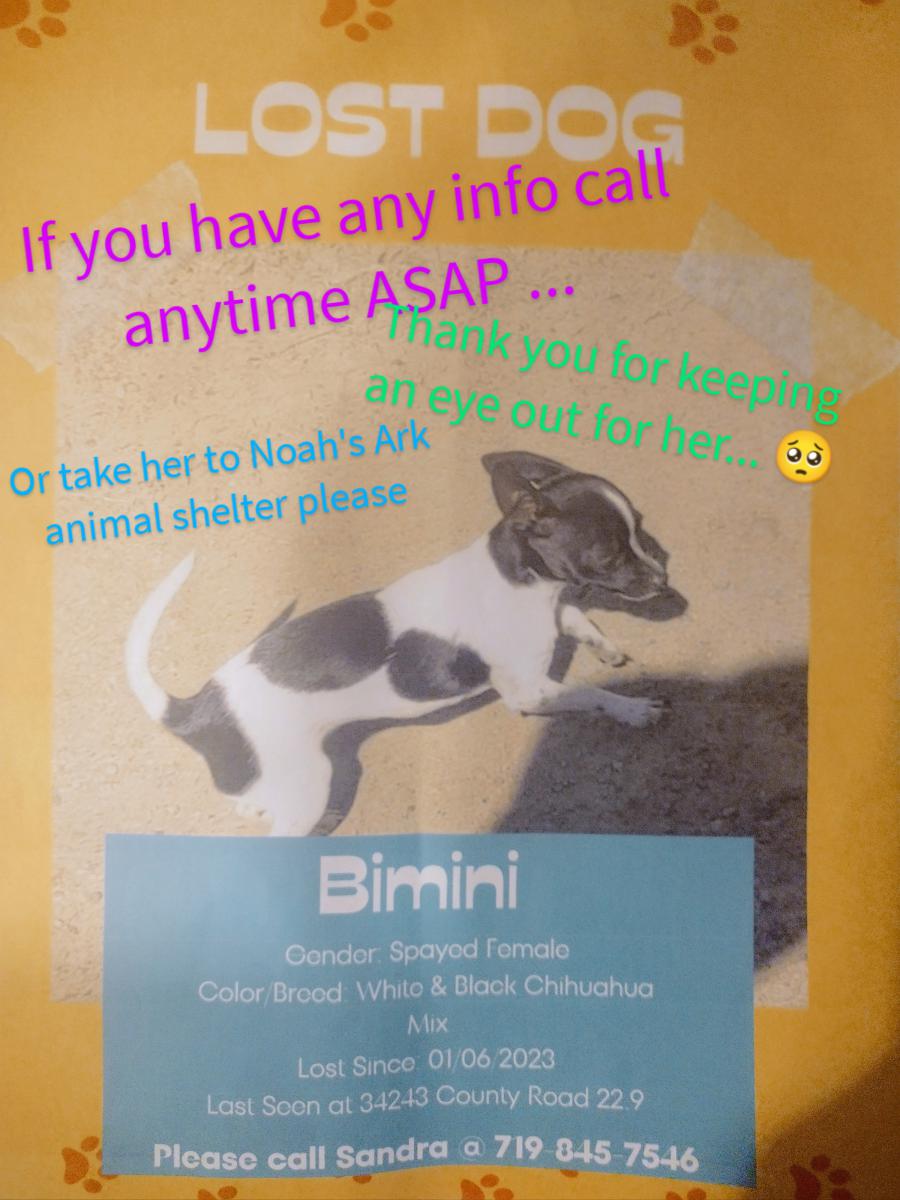 Image of Bimini, Lost Dog