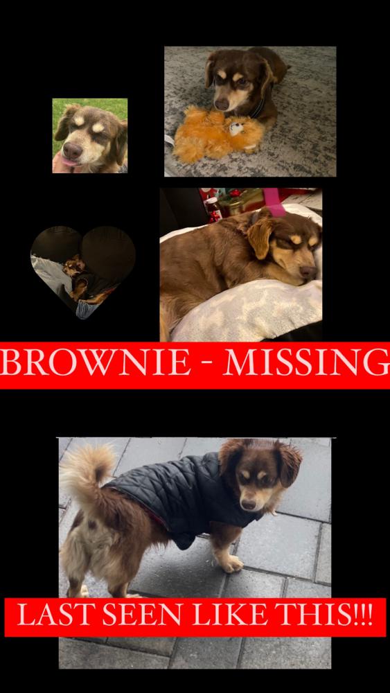 Image of Brownie, Lost Dog