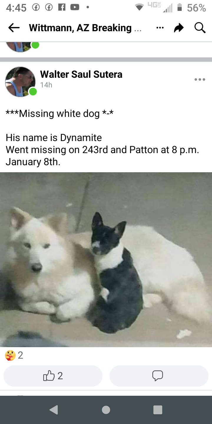 Image of Dynamite, Lost Dog