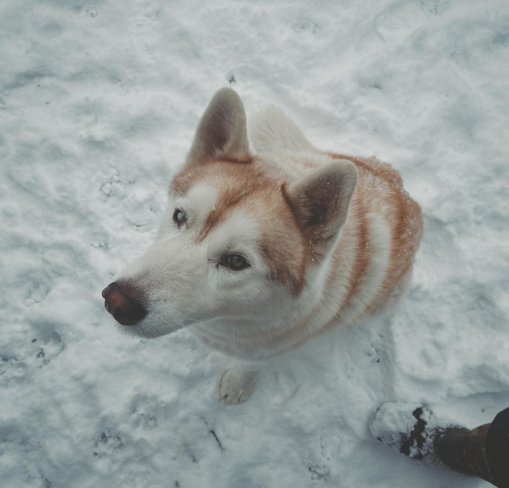 Image of Neeko, Lost Dog